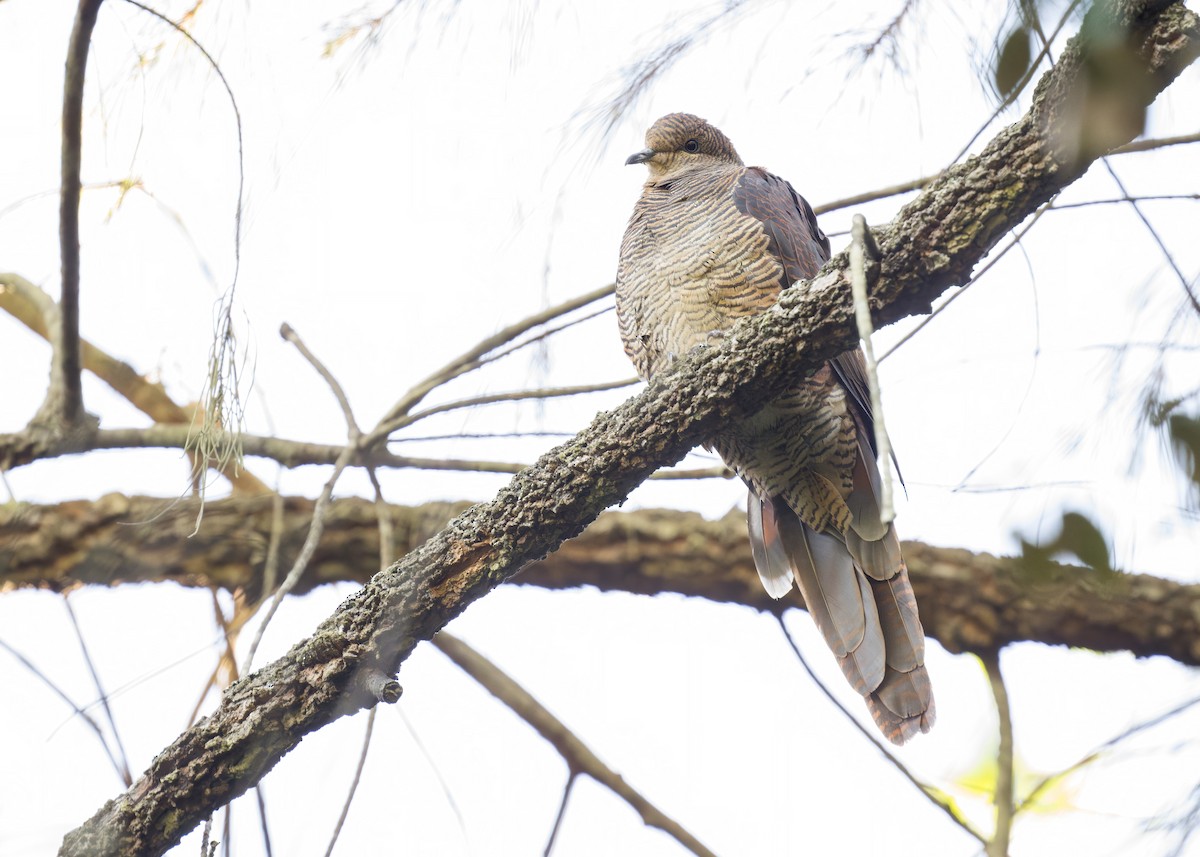 Barred Cuckoo-Dove - ML620329731