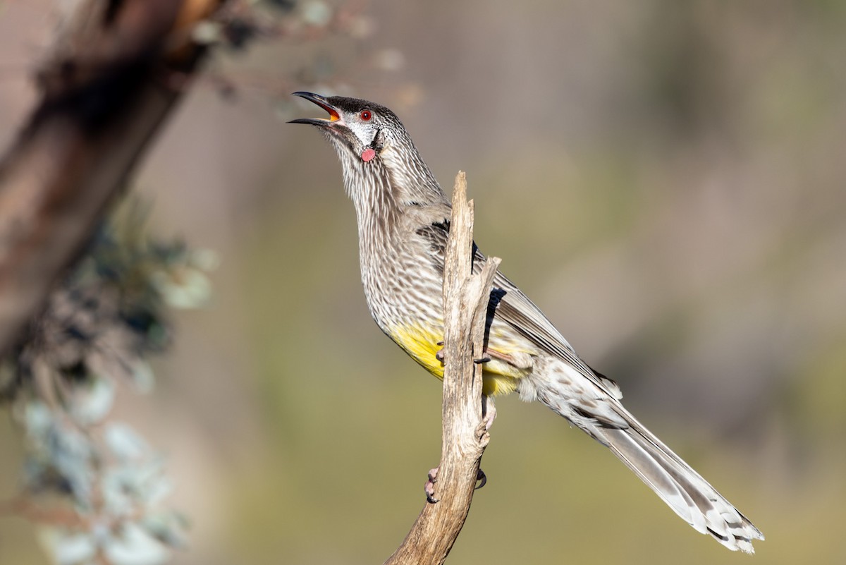 Red Wattlebird - ML620329737