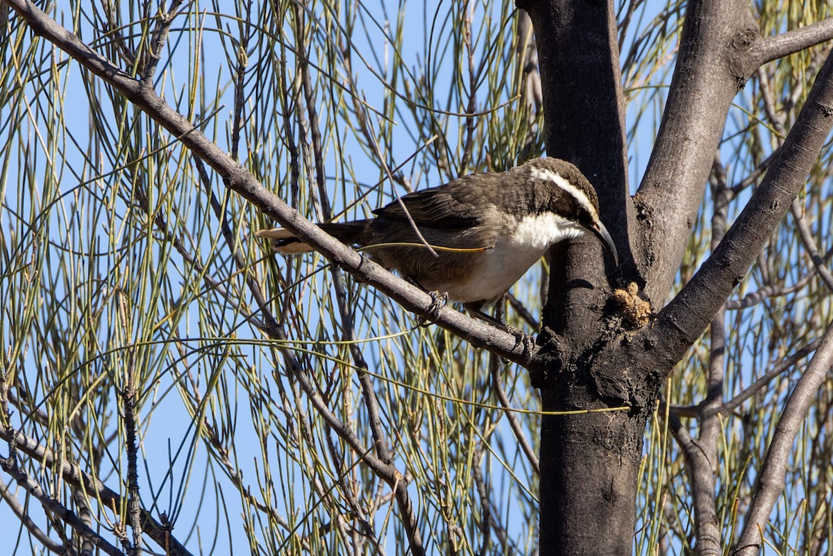 White-browed Babbler - ML620329756