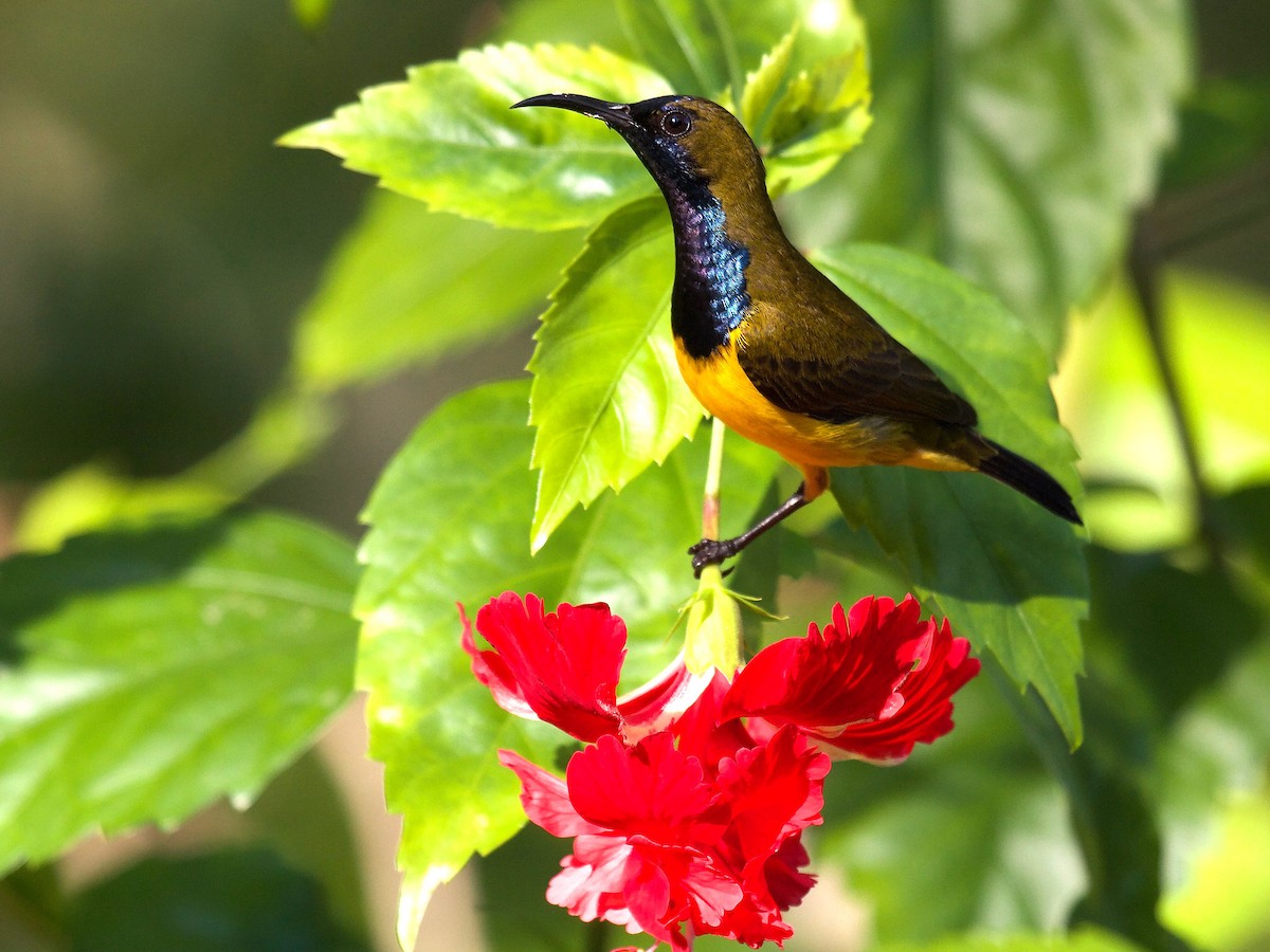 Ornate Sunbird - ML620329758