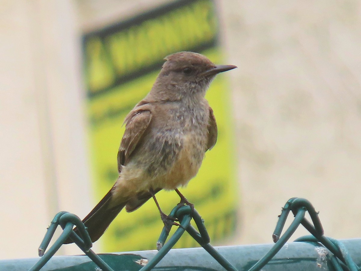 Say's Phoebe - Joyce Brady