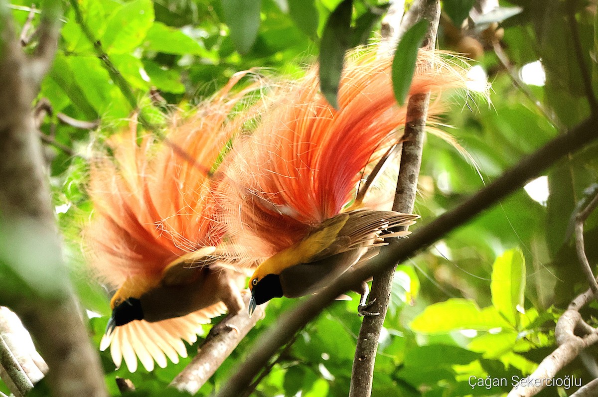 Goldie's Bird-of-Paradise - ML620329786