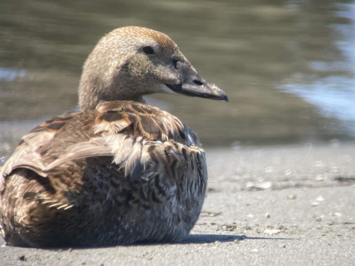 King Eider - ML620329790