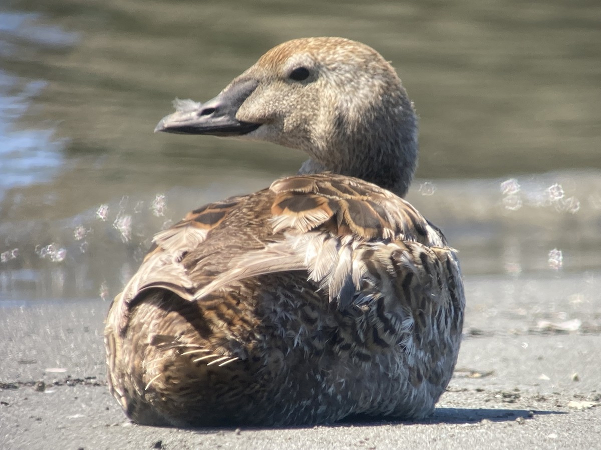 Eider à tête grise - ML620329791