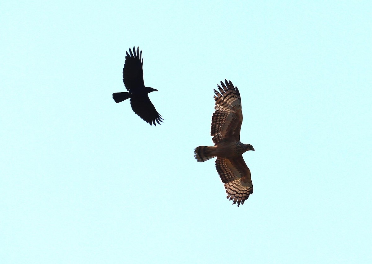 Águila Variable - ML620329797