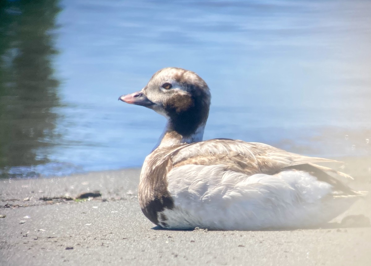 Long-tailed Duck - ML620329798