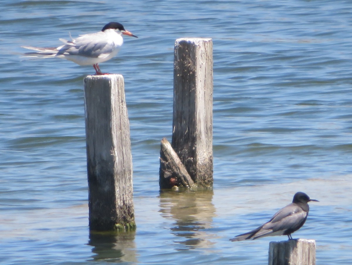 Black Tern - ML620329814