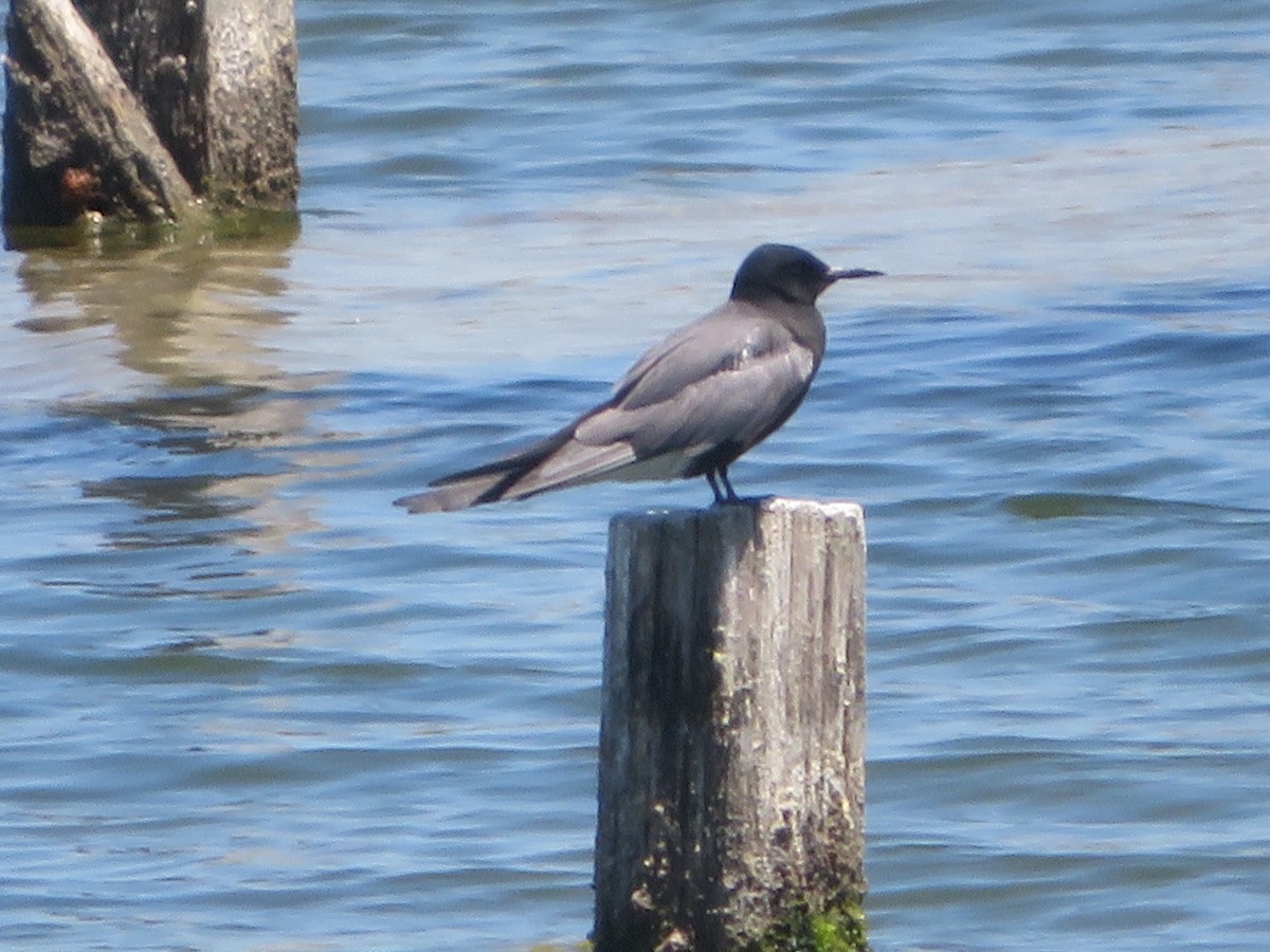 Black Tern - ML620329817