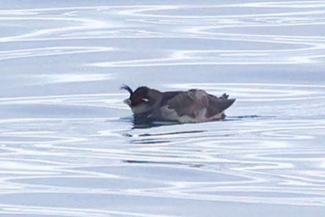 Crested Auklet - ML620329818