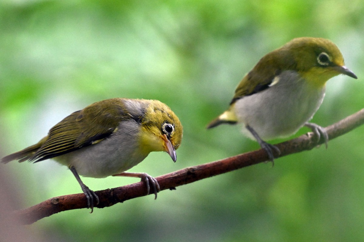 Swinhoe's White-eye - ML620329835