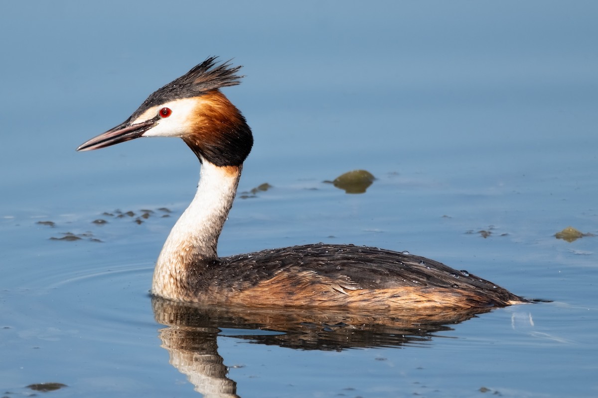 Great Crested Grebe - ML620329843