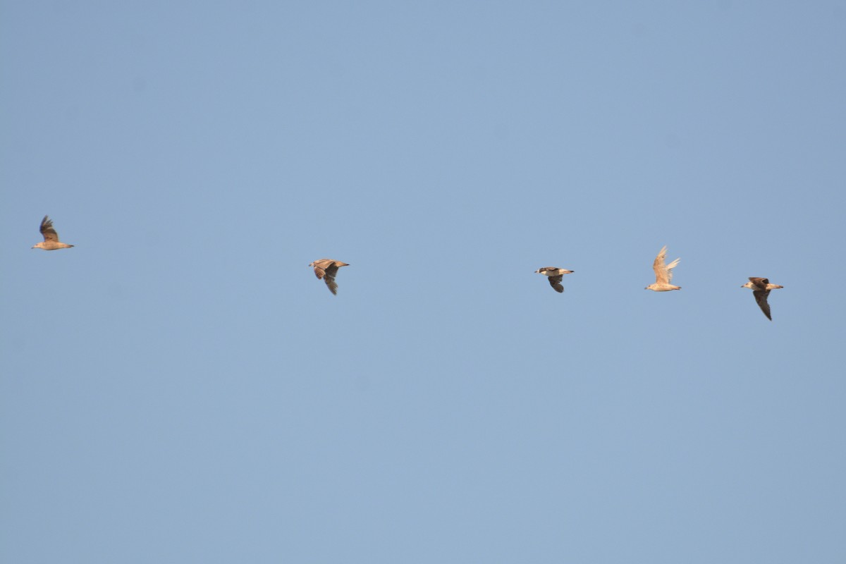 goéland ou mouette sp. - ML620329847