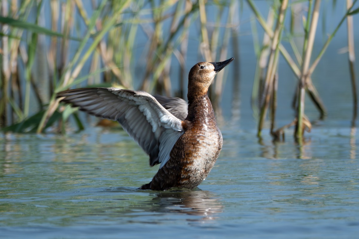 Common Pochard - ML620329849