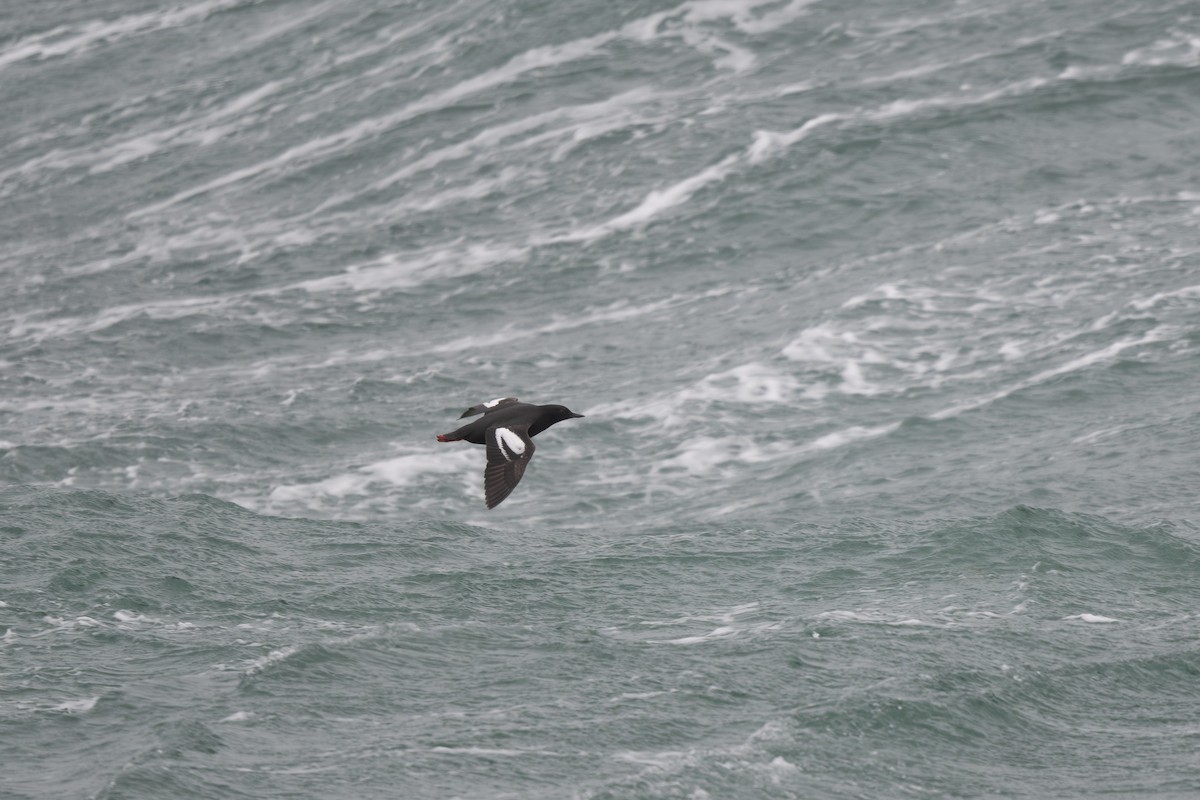 Pigeon Guillemot - ML620329875