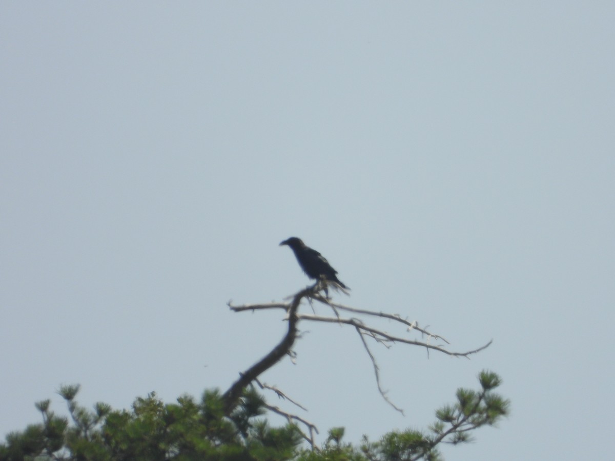 Hooded Crow - ML620329877