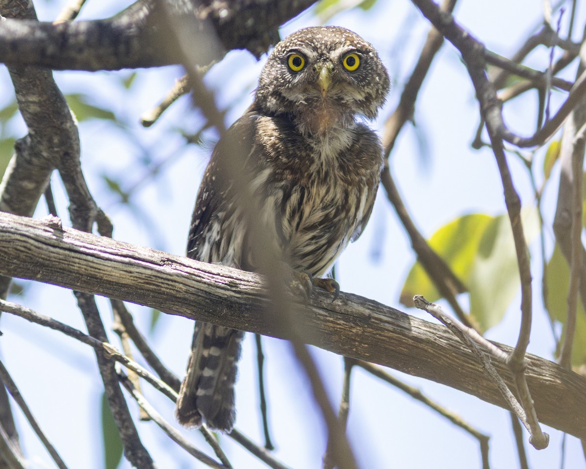 Northern Pygmy-Owl - ML620329879