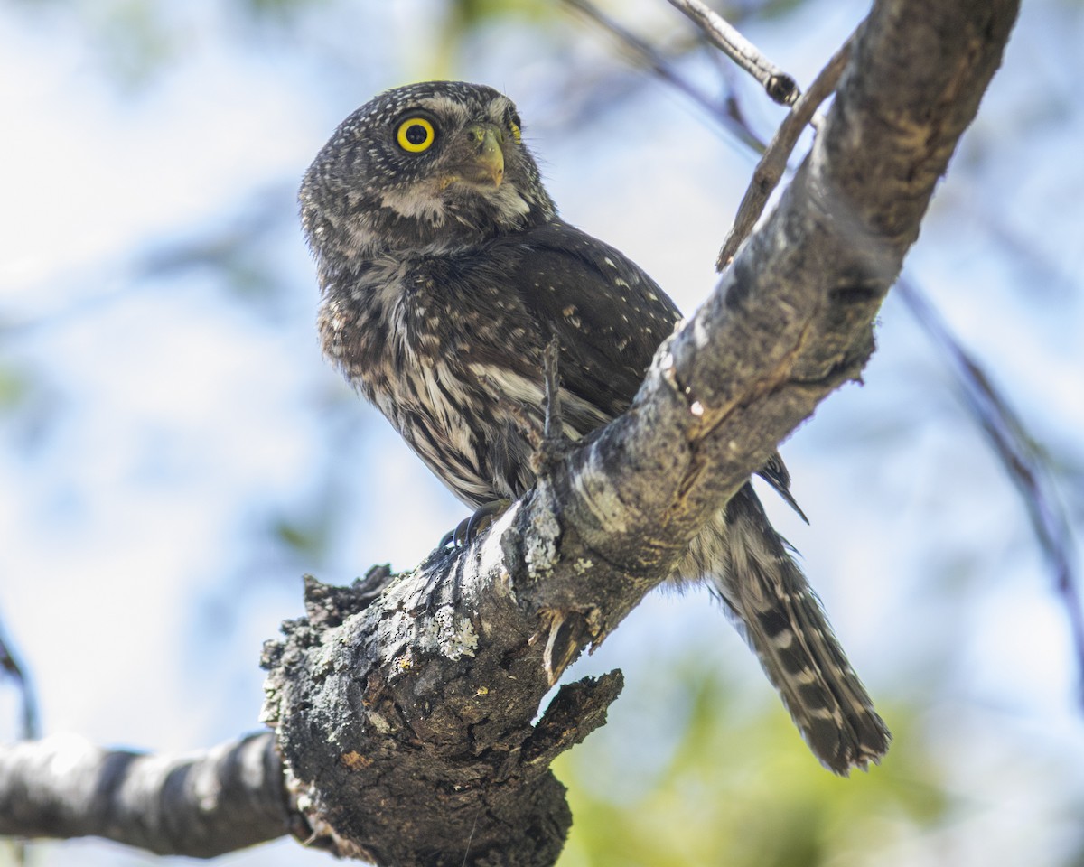 Northern Pygmy-Owl - ML620329880