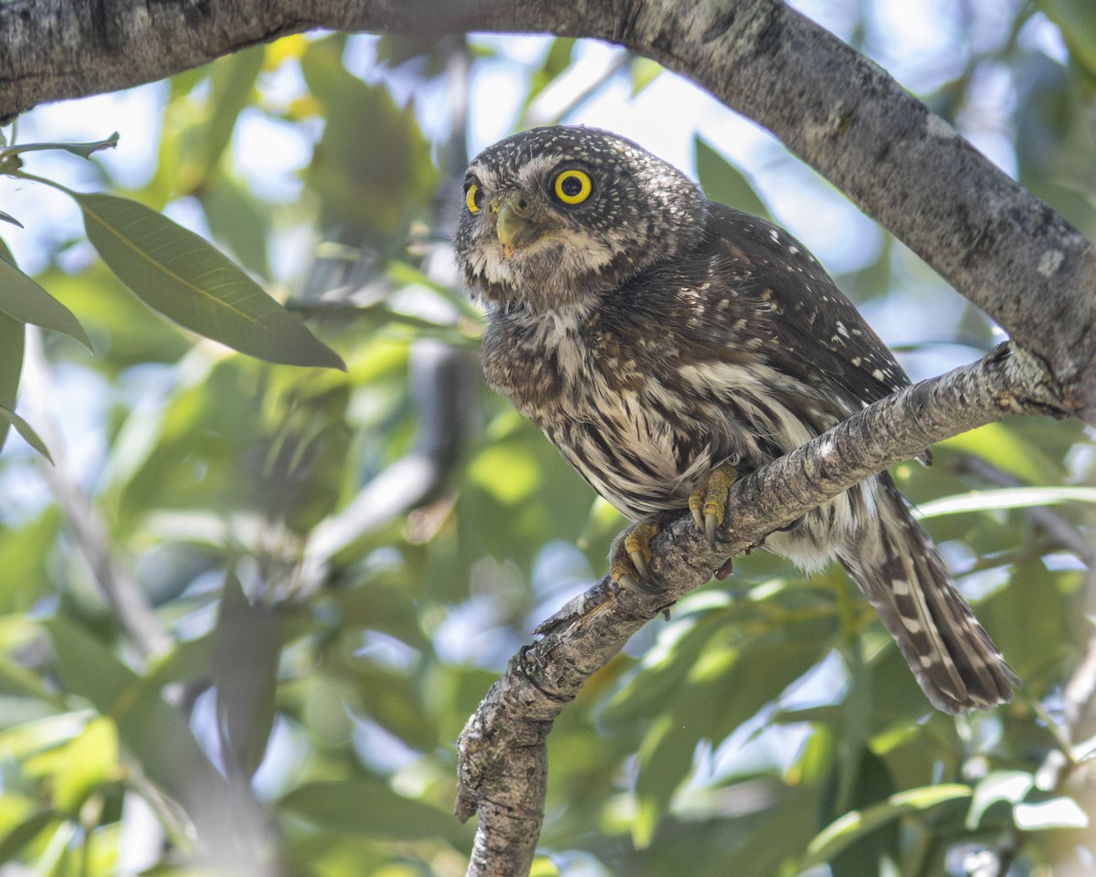 Northern Pygmy-Owl - ML620329882