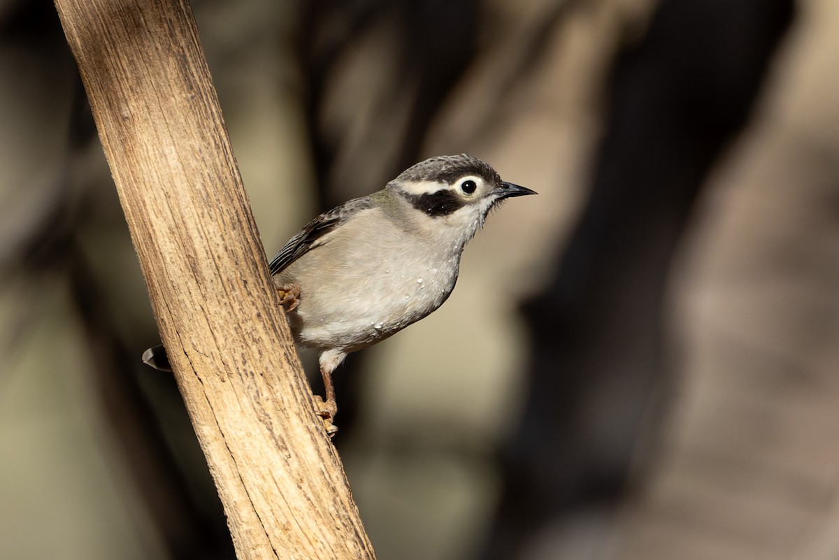 Brown-headed Honeyeater - ML620329885