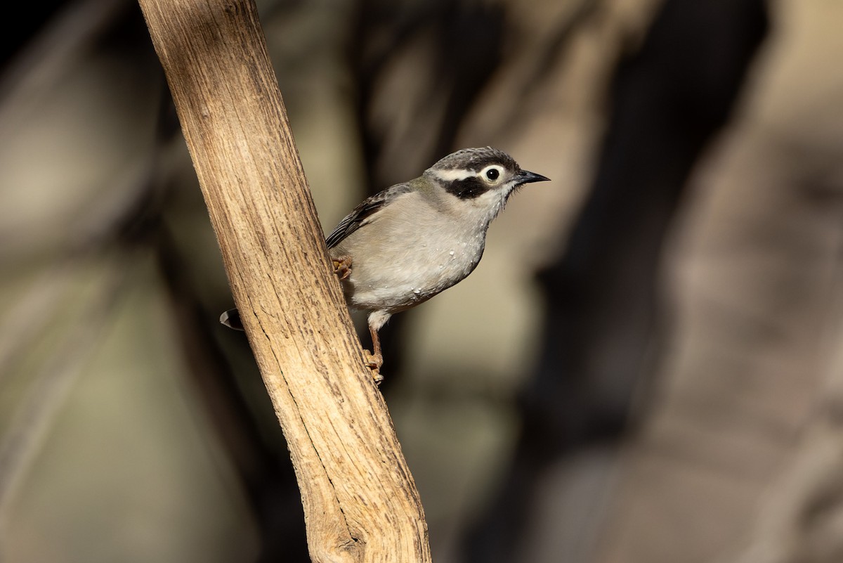 Brown-headed Honeyeater - ML620329886