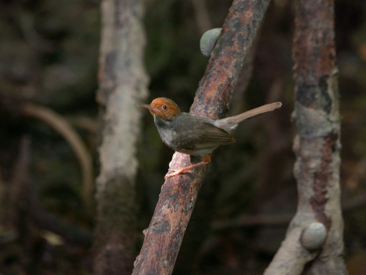 Ashy Tailorbird - ML620329902