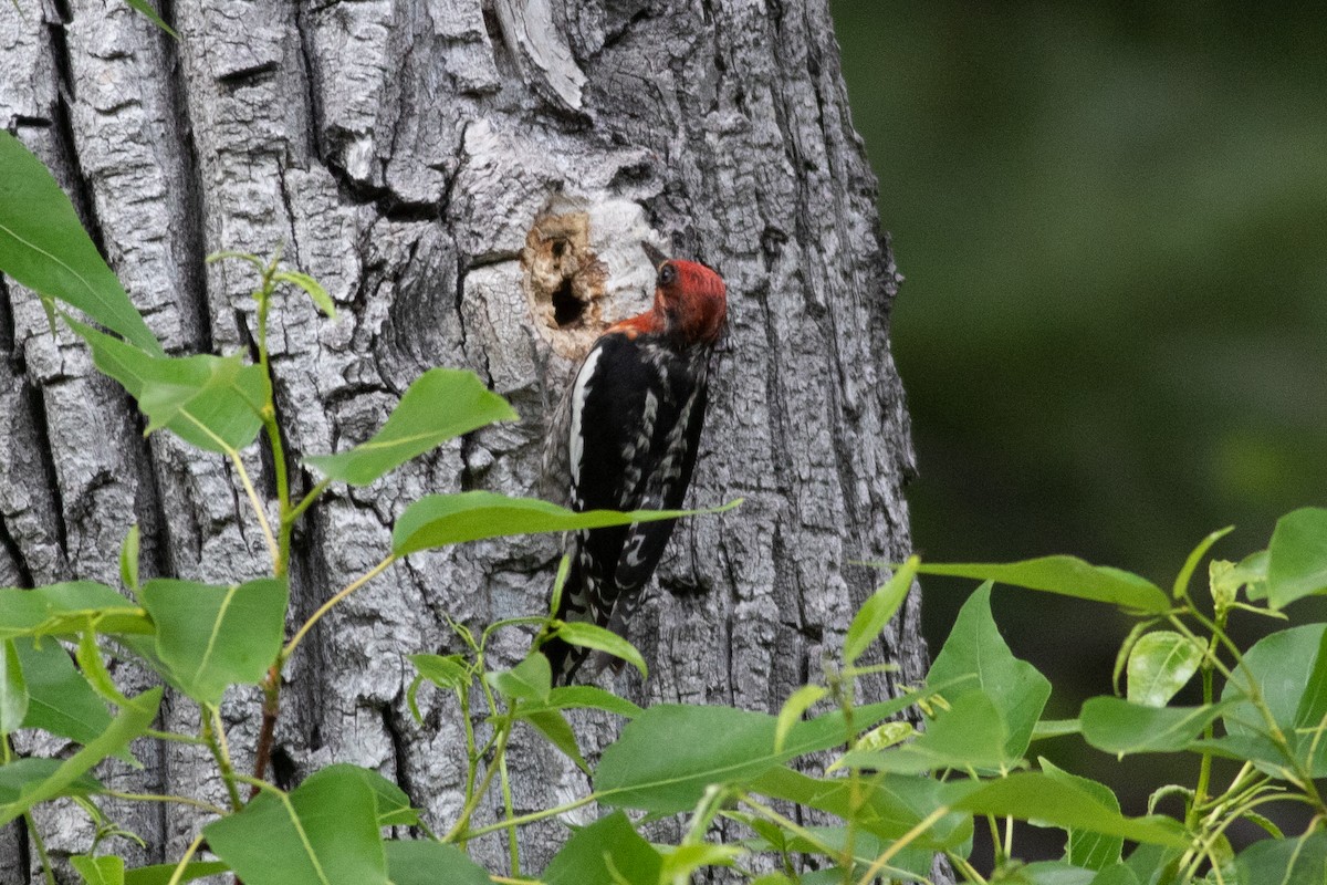 Red-breasted Sapsucker - ML620329904