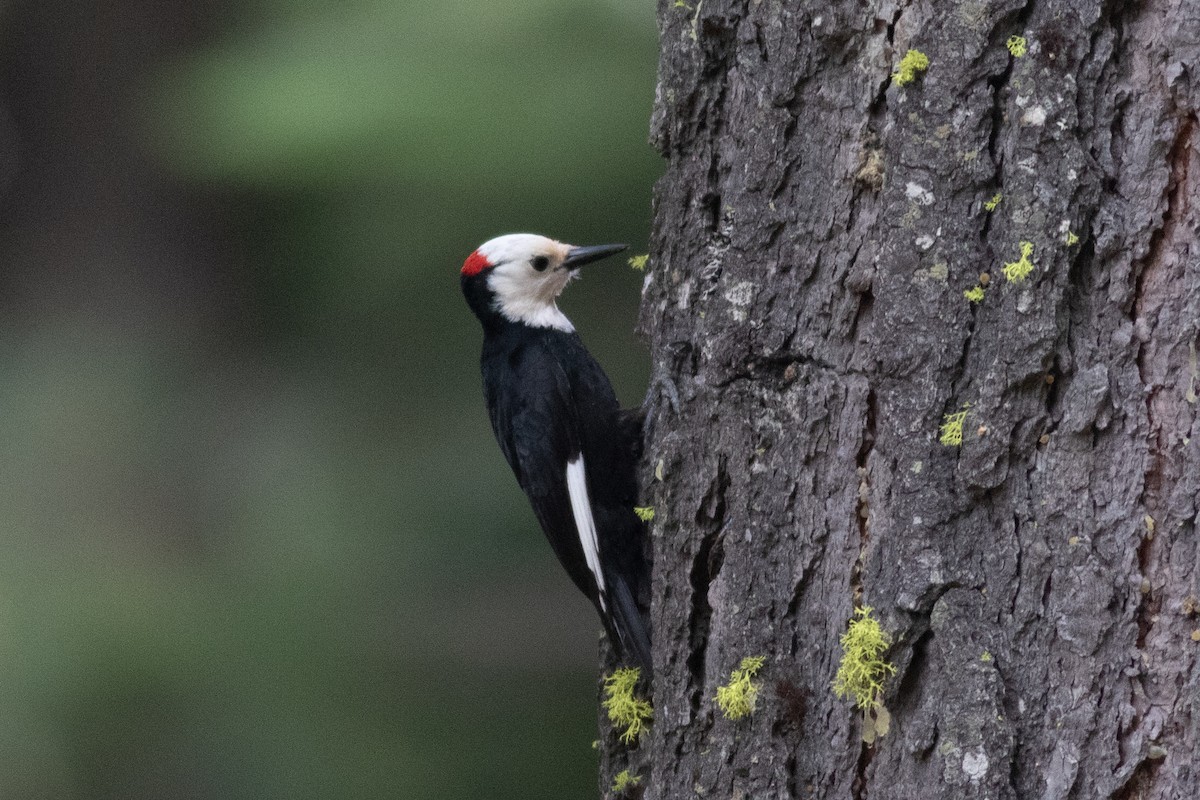 White-headed Woodpecker - ML620329907