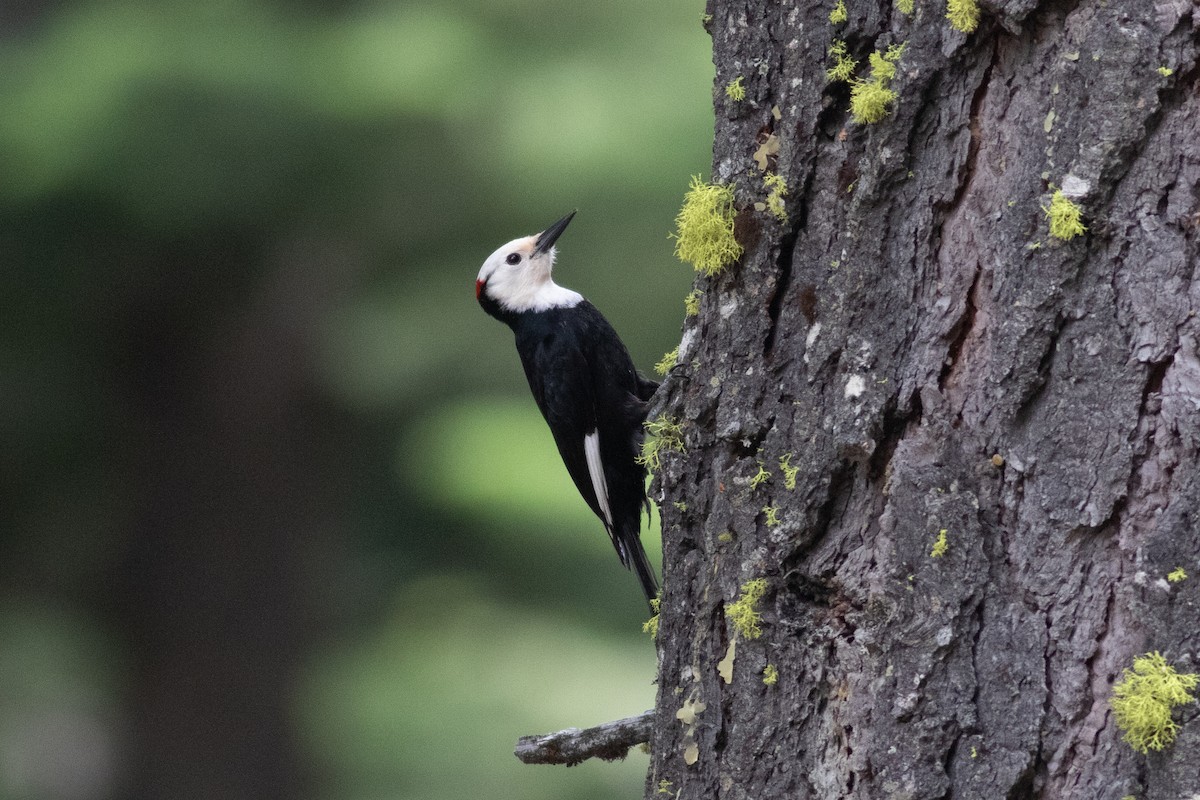 White-headed Woodpecker - ML620329908