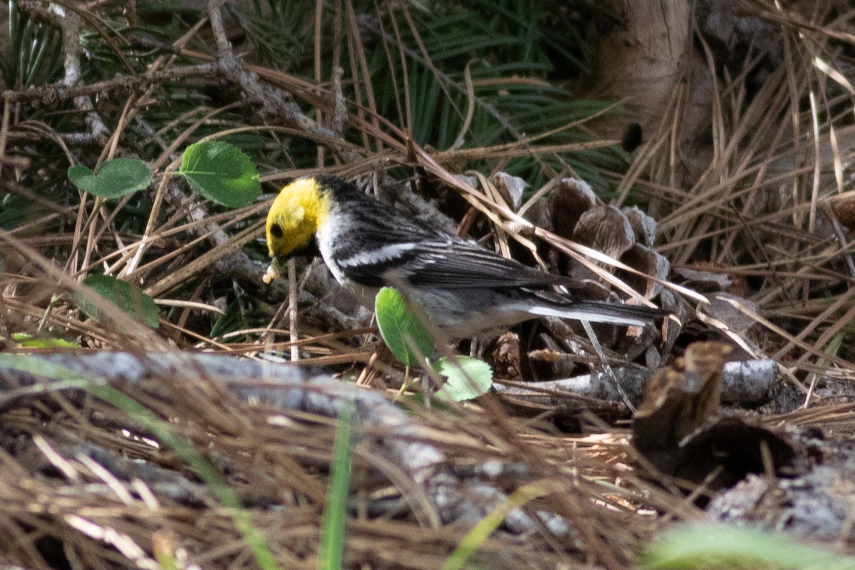 Hermit Warbler - ML620329916