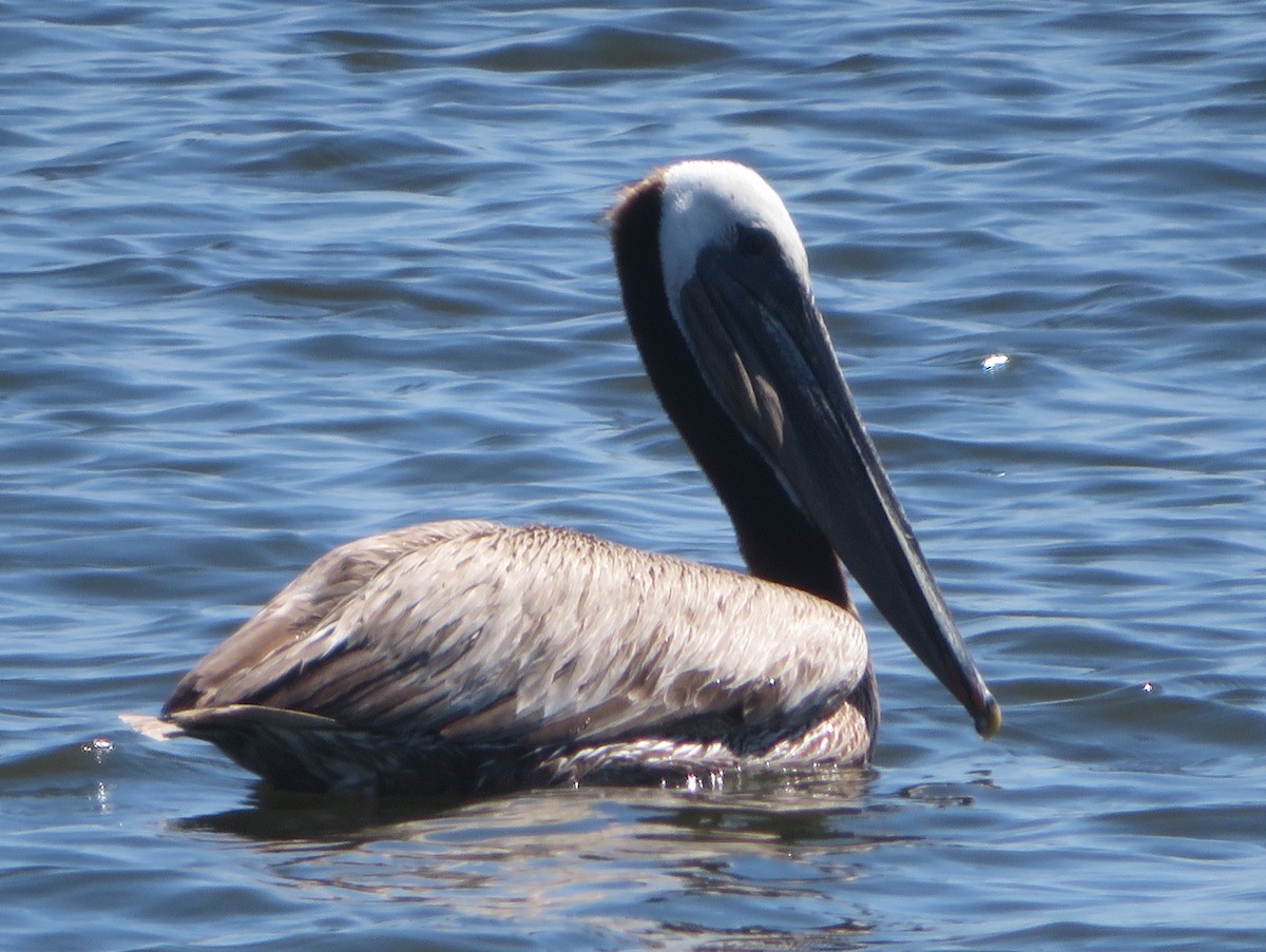 pelikán hnědý - ML620329922