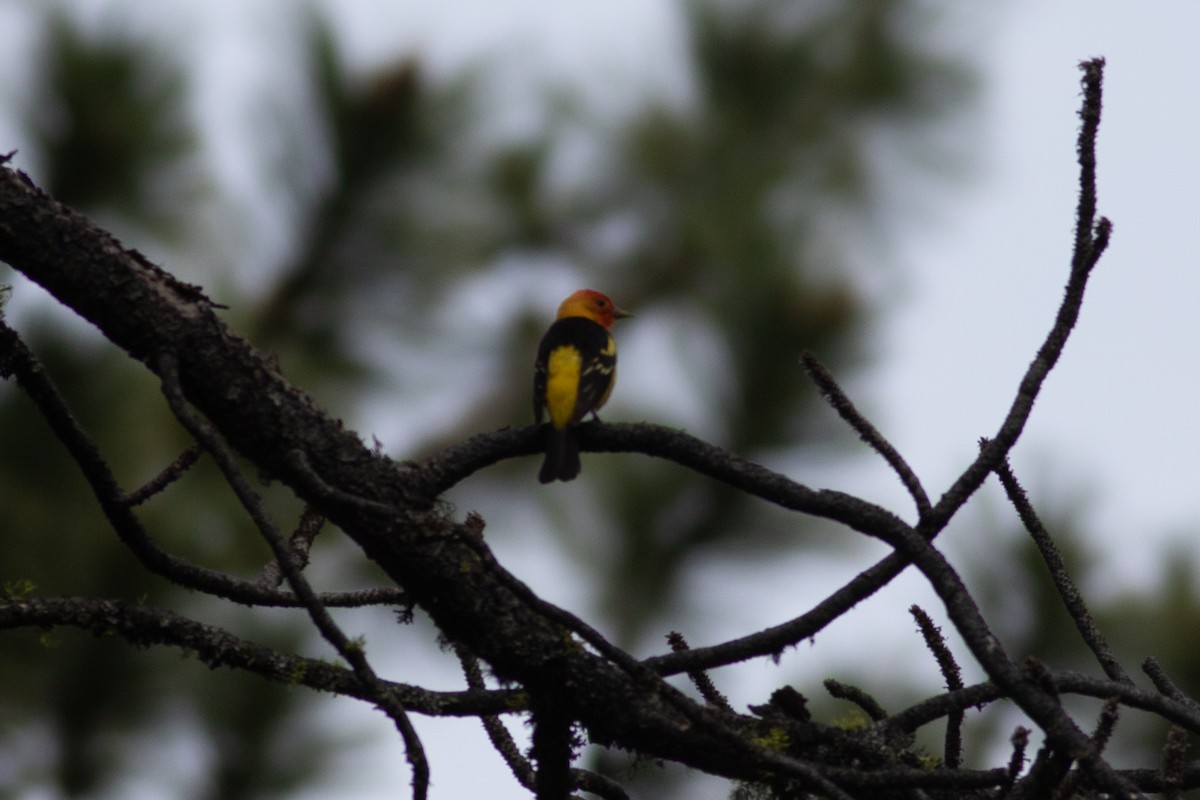 Western Tanager - ML620329925