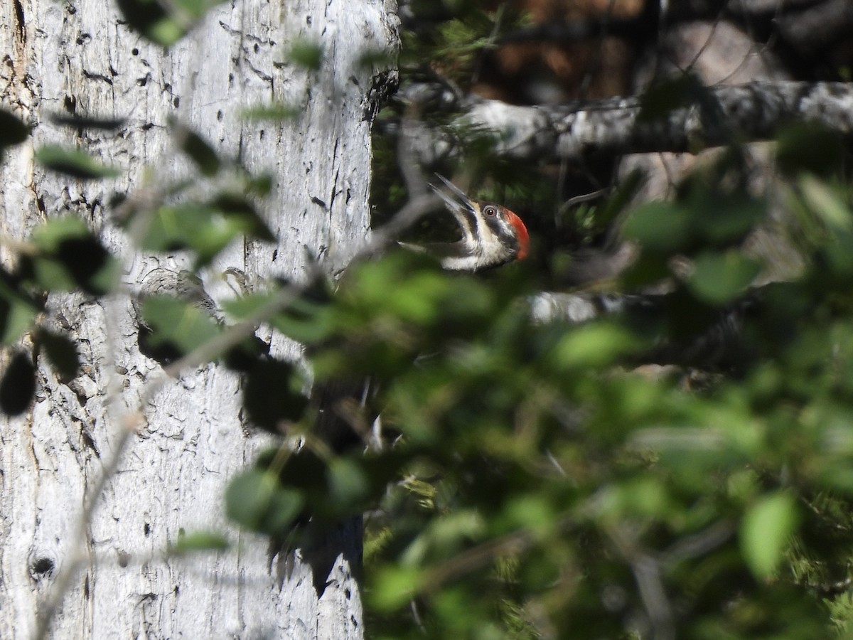 Pileated Woodpecker - ML620329927