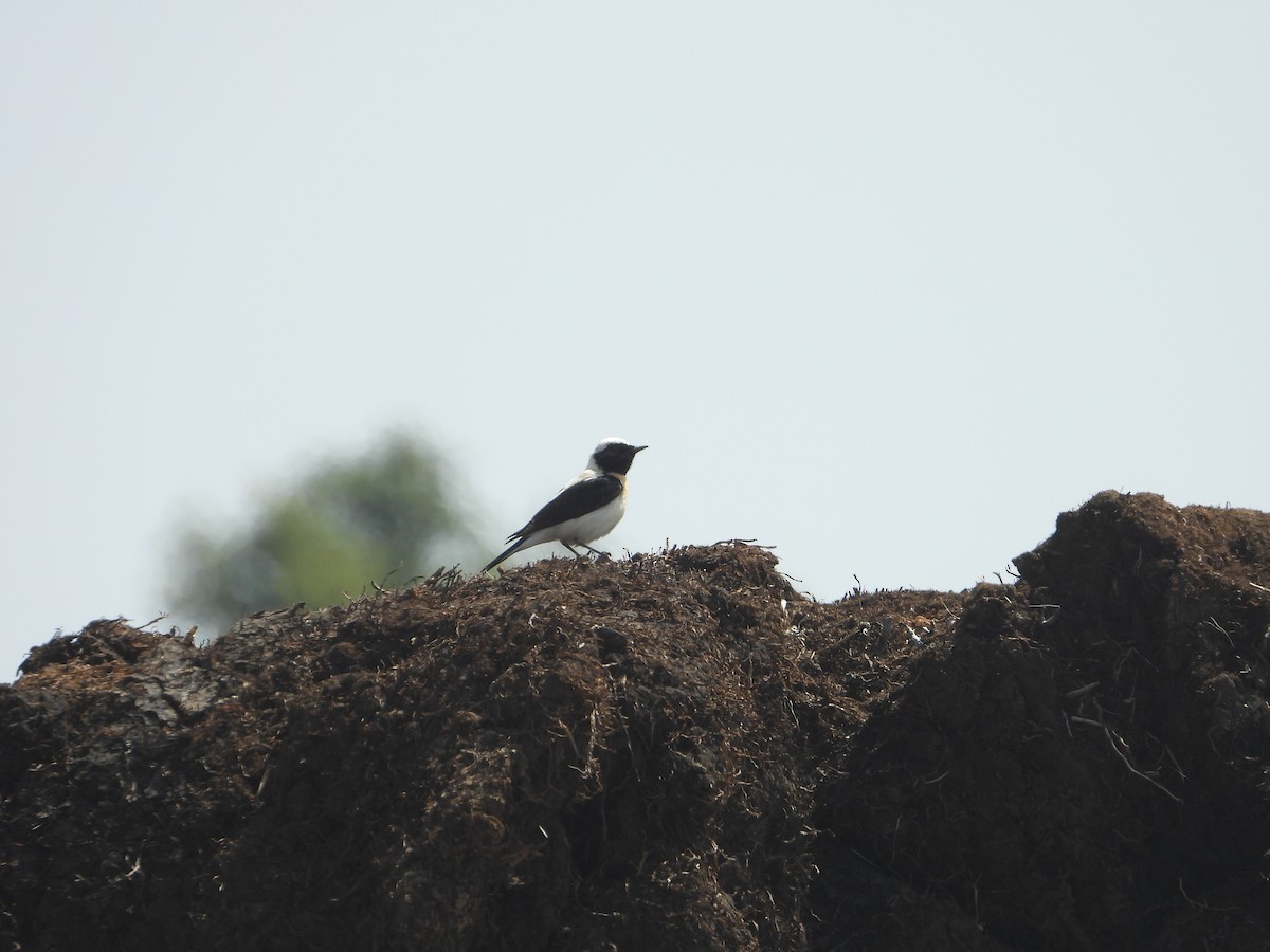 Eastern Black-eared Wheatear - ML620329931