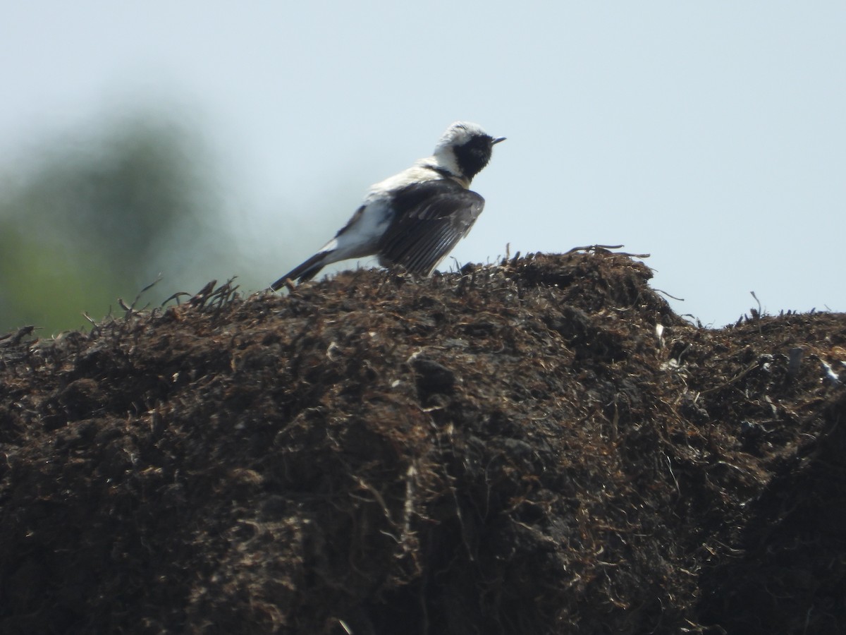 Eastern Black-eared Wheatear - ML620329936