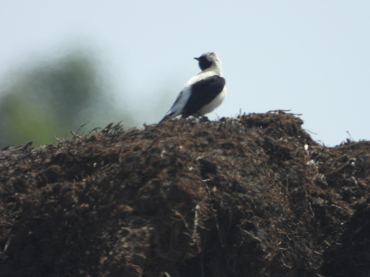 Eastern Black-eared Wheatear - ML620329937