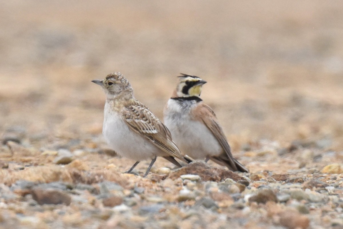 Horned Lark - ML620329957