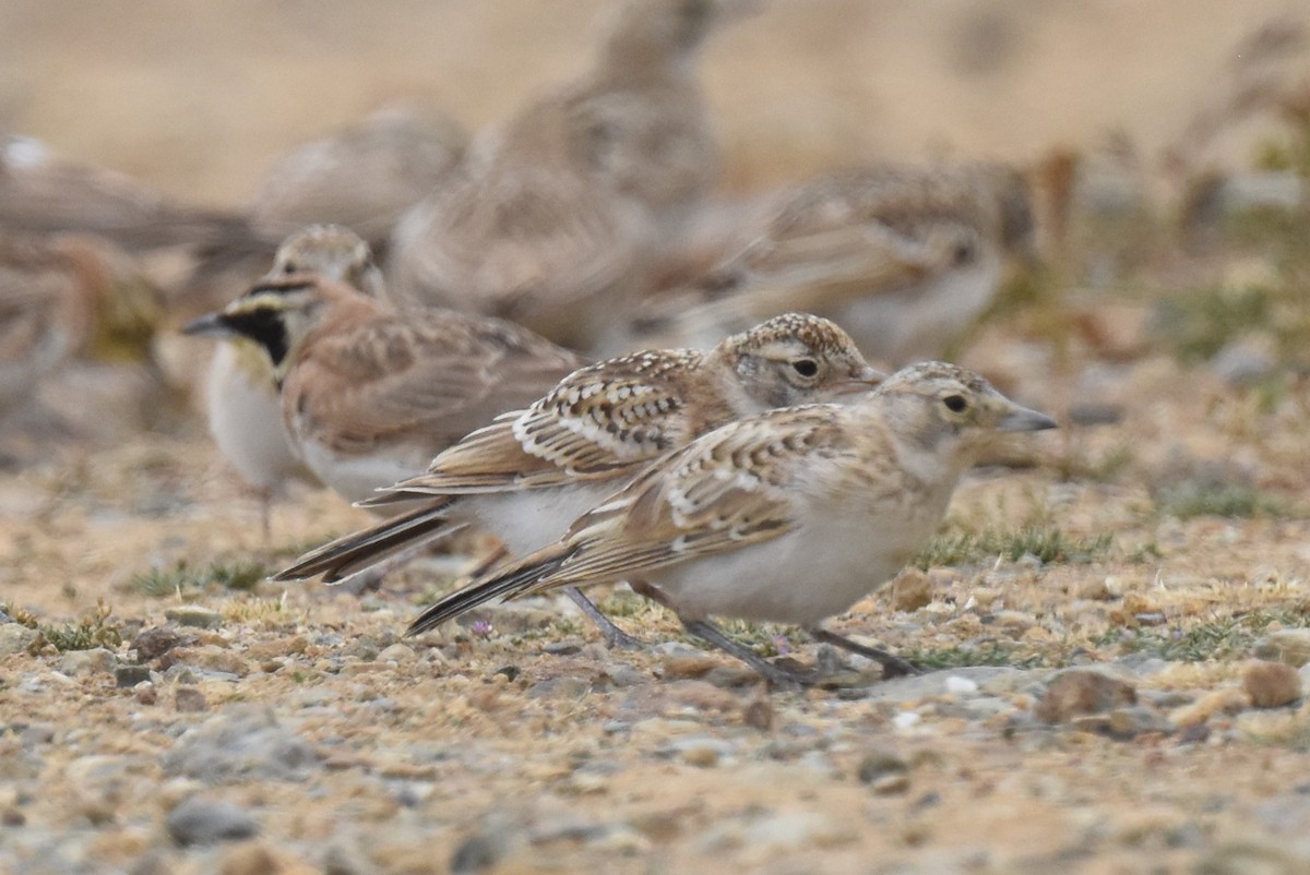 Horned Lark - ML620329958