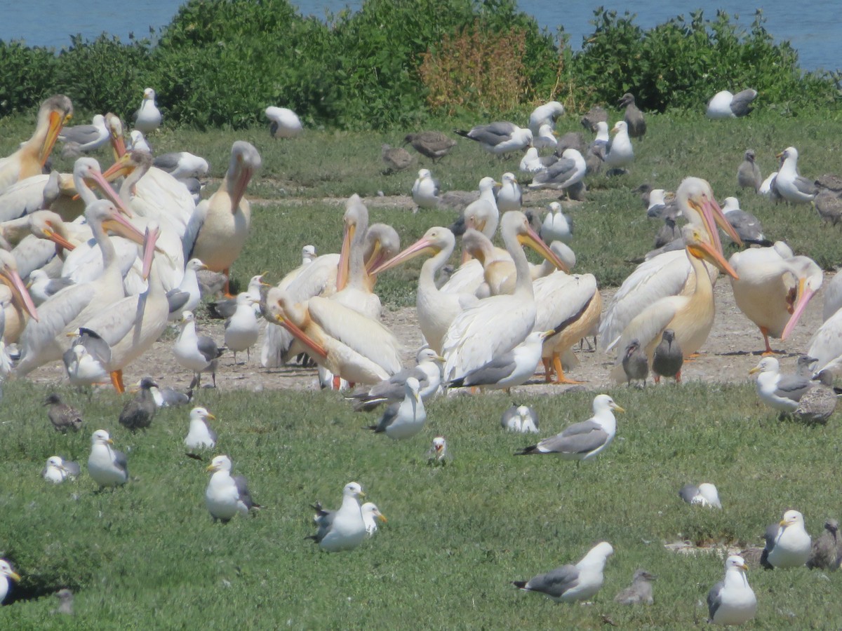 American White Pelican - ML620329971