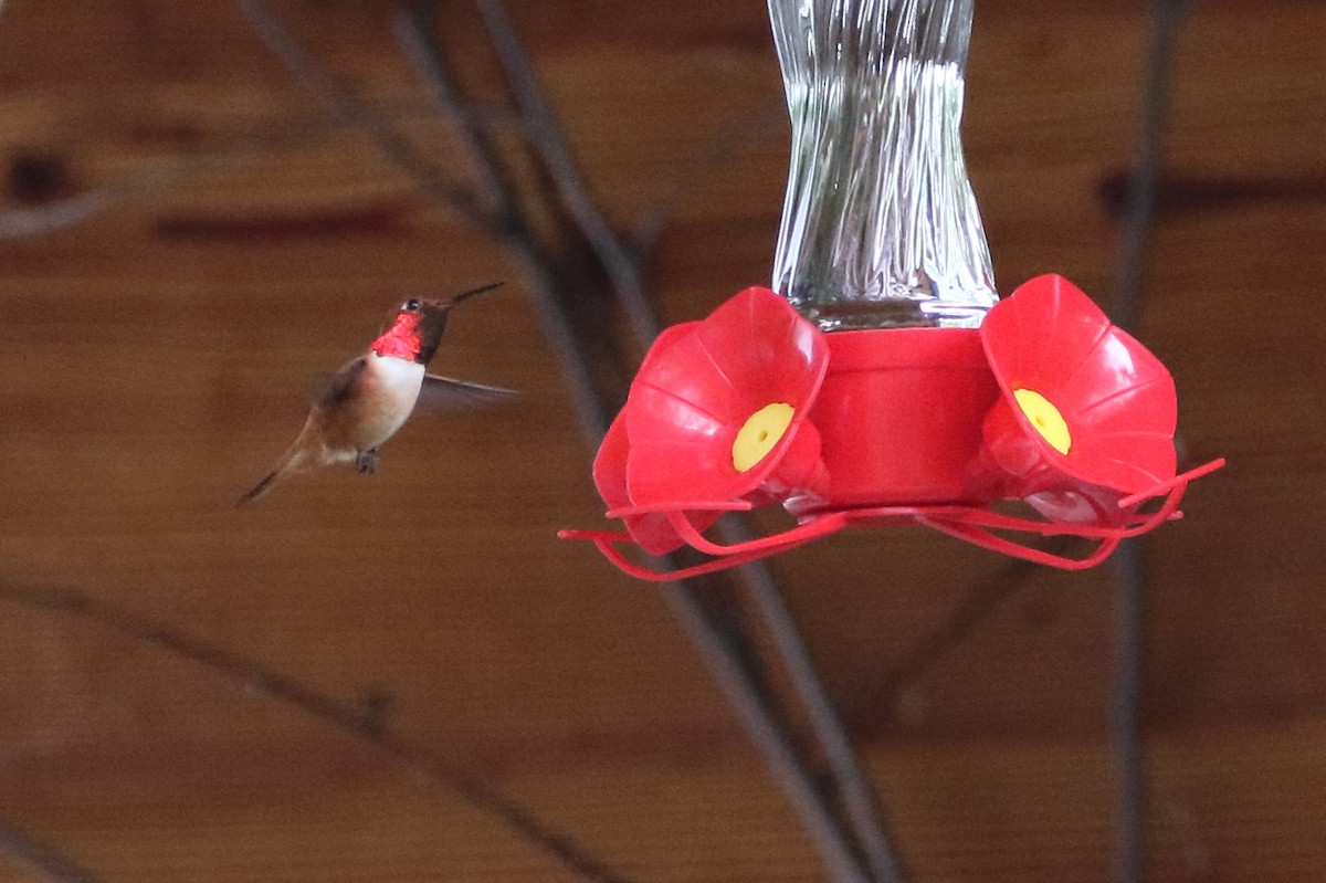 Rufous Hummingbird - ML620329975