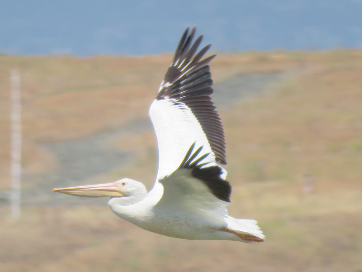 pelikán severoamerický - ML620329984