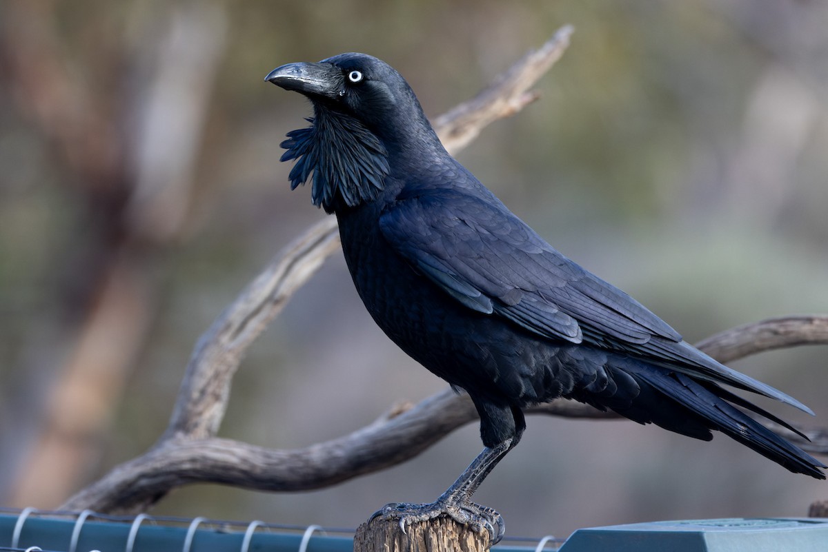 Australian Raven - ML620329985