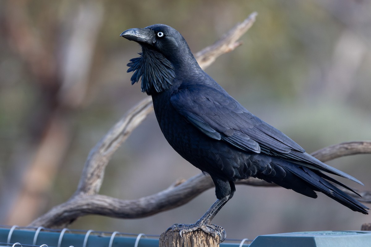 Australian Raven - ML620329986