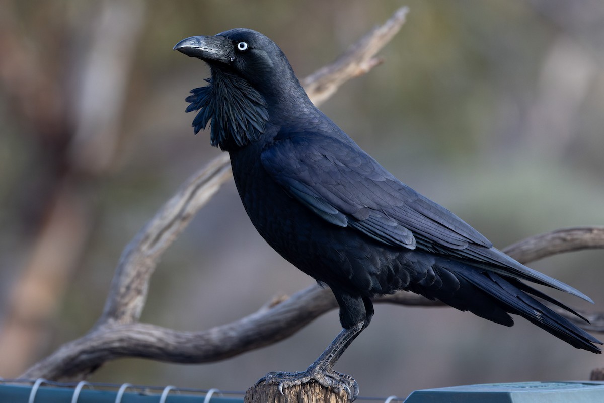 Australian Raven - ML620329987