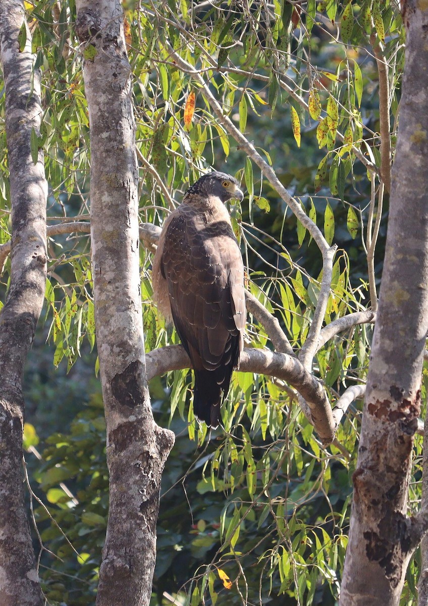 Crested Serpent-Eagle - ML620329991