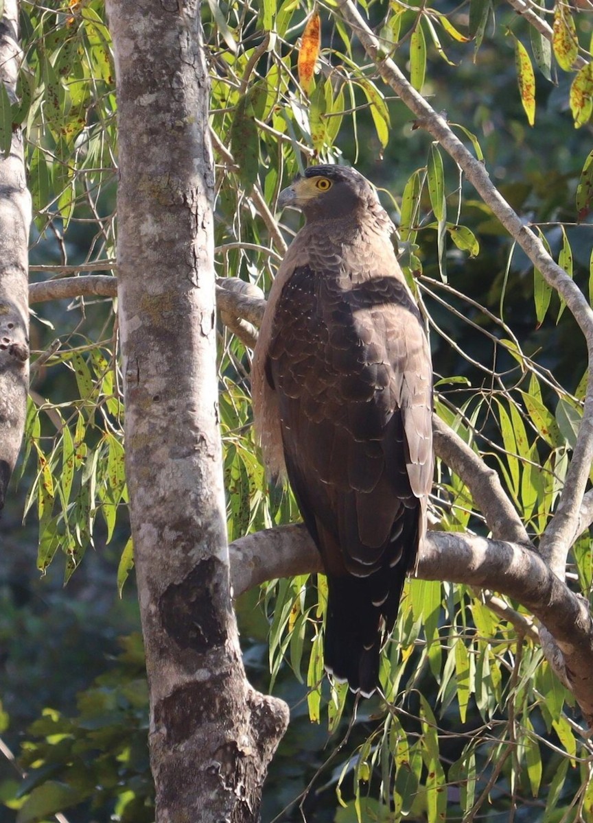 Crested Serpent-Eagle - ML620329992