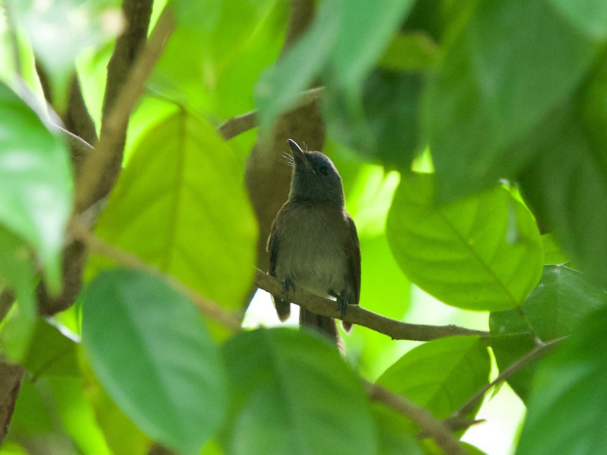 Black-naped Monarch - ML620330002