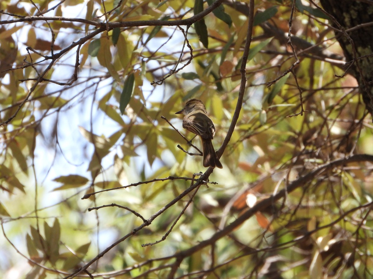 Dusky-capped Flycatcher - ML620330009