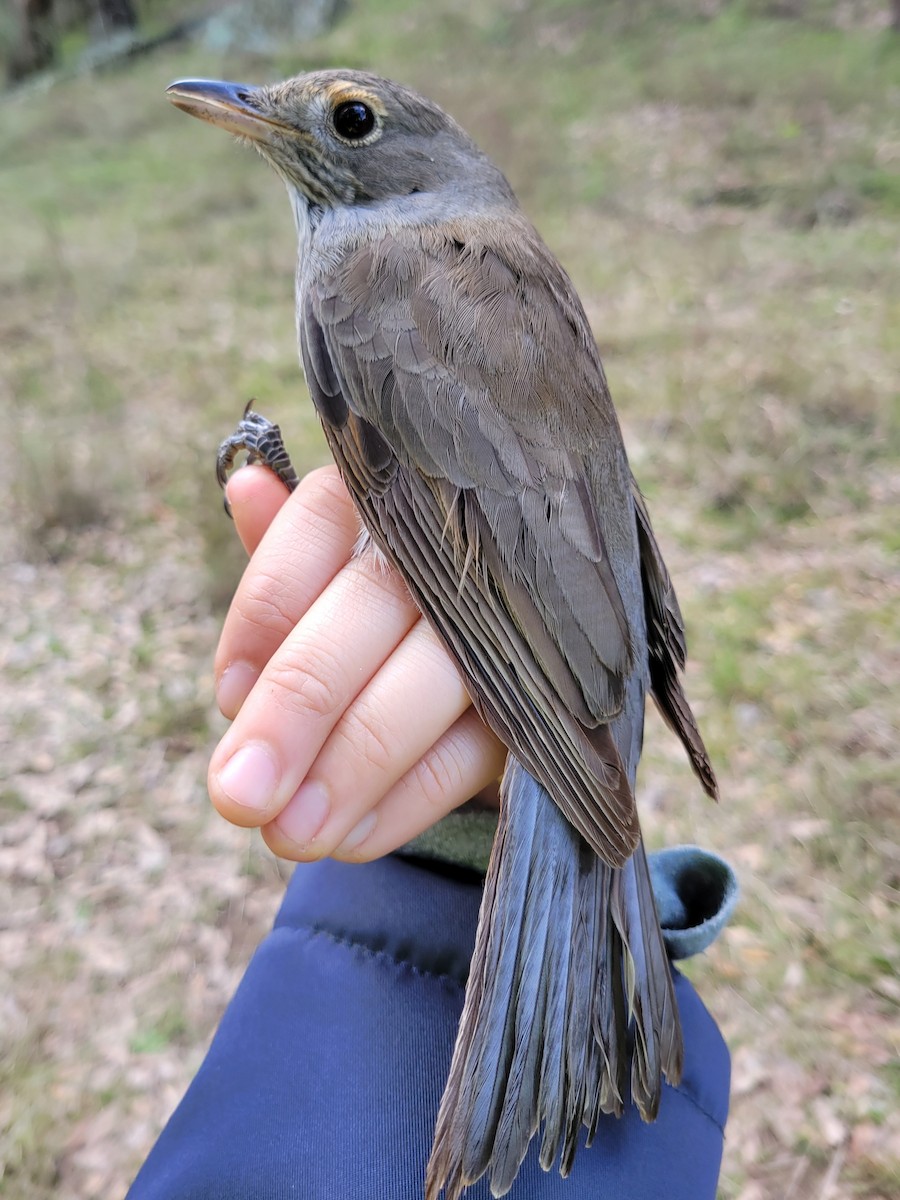 Gray Shrikethrush - ML620330024