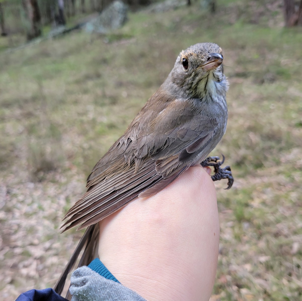 Gray Shrikethrush - ML620330026