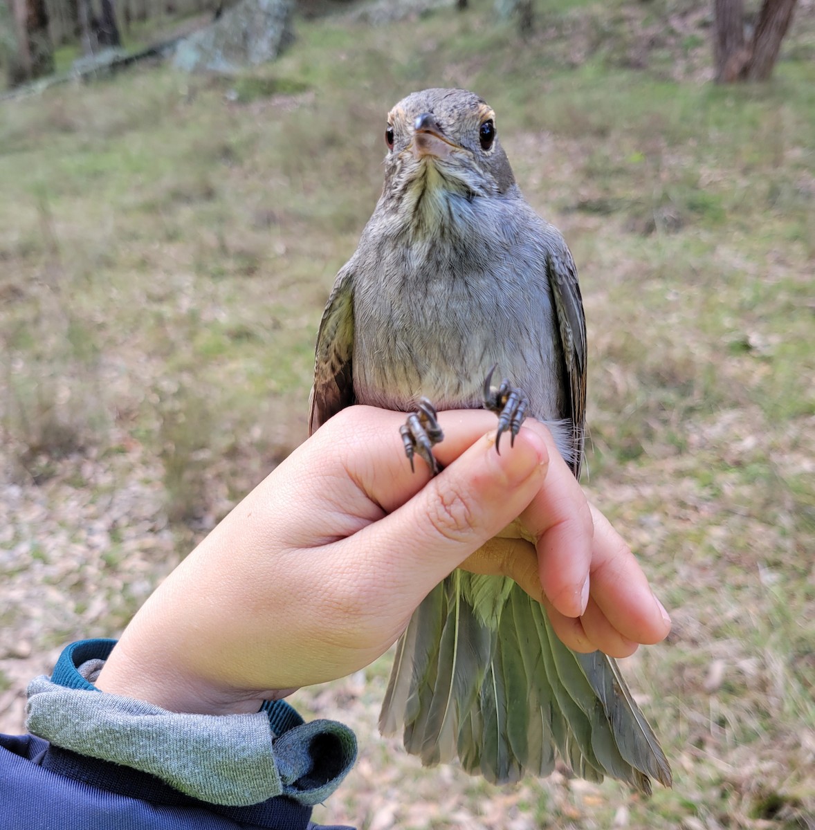 Gray Shrikethrush - ML620330027